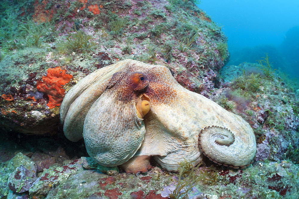 Common octopus (Octopus vulgaris) on reef, Cap de Creus, Costa Brava, Spain, Mediterranean, Europe