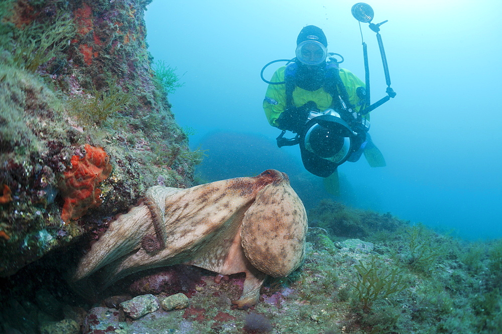 Common octopus (Octopus vulgaris) and underwater photographer, Cap de Creus, Costa Brava, Spain, Mediterranean, Europe