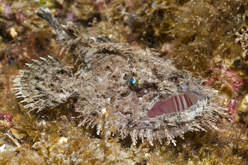 Short-spined Anglerfish (Lophius budegassa), Cap de Creus, Costa Brava, Spain, Mediterranean, Europe