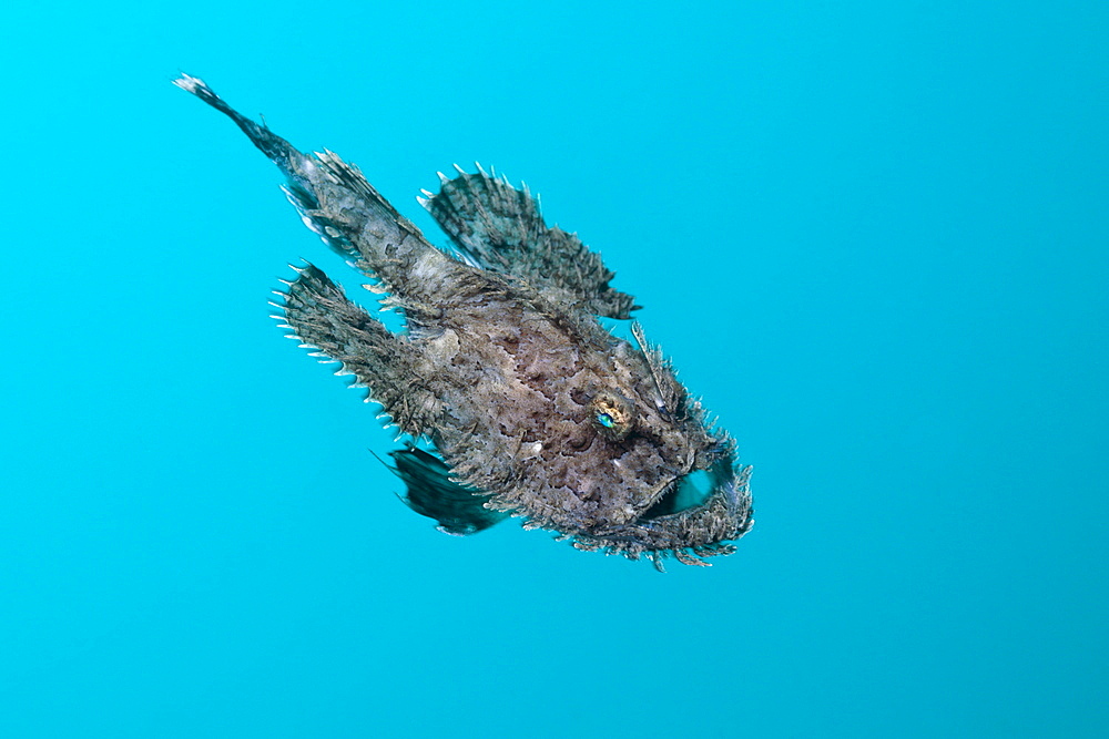 Short-spined Anglerfish (Lophius budegassa), Cap de Creus, Costa Brava, Spain, Mediterranean, Europe