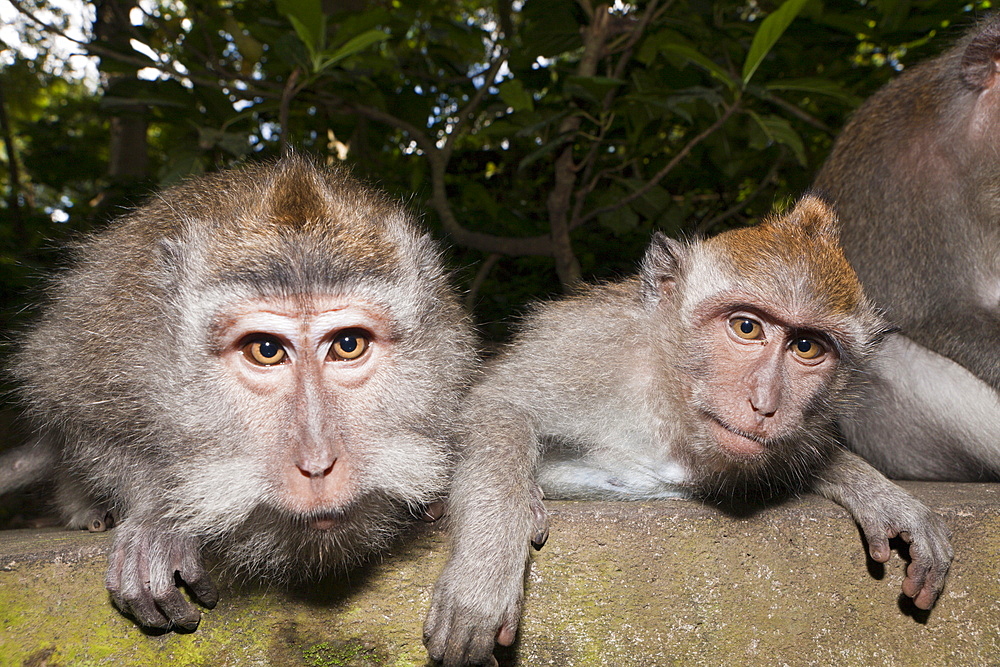 Delousing, longtailed macaques (Macaca fascicularis), Bali, Indonesia, Southeast Asia, Asia