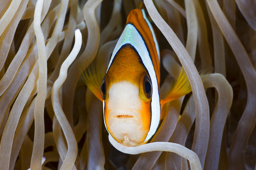 Clarks Anemonefish (Amphiprion clarkii), Amed, Bali, Indonesia, Southeast Asia, Asia