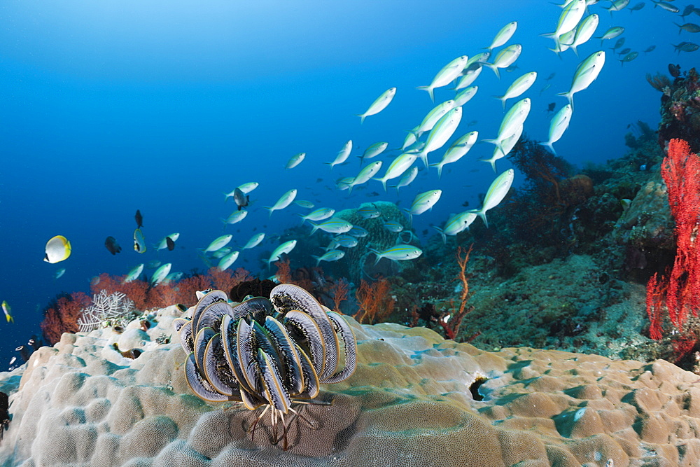 Coral reef, Amed, Bali, Indonesia, Southeast Asia, Asia