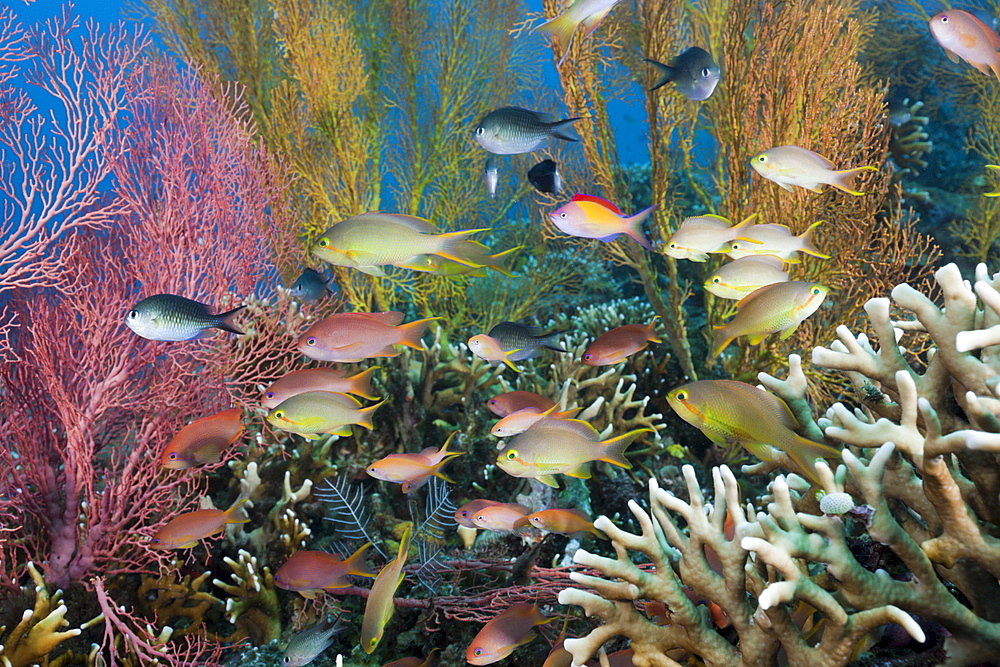 Anthias (Pseudanthias squamipinnis) and (Pseudanthias huchtii) over coral reef, Amed, Bali, Indonesia, Southeast Asia, Asia