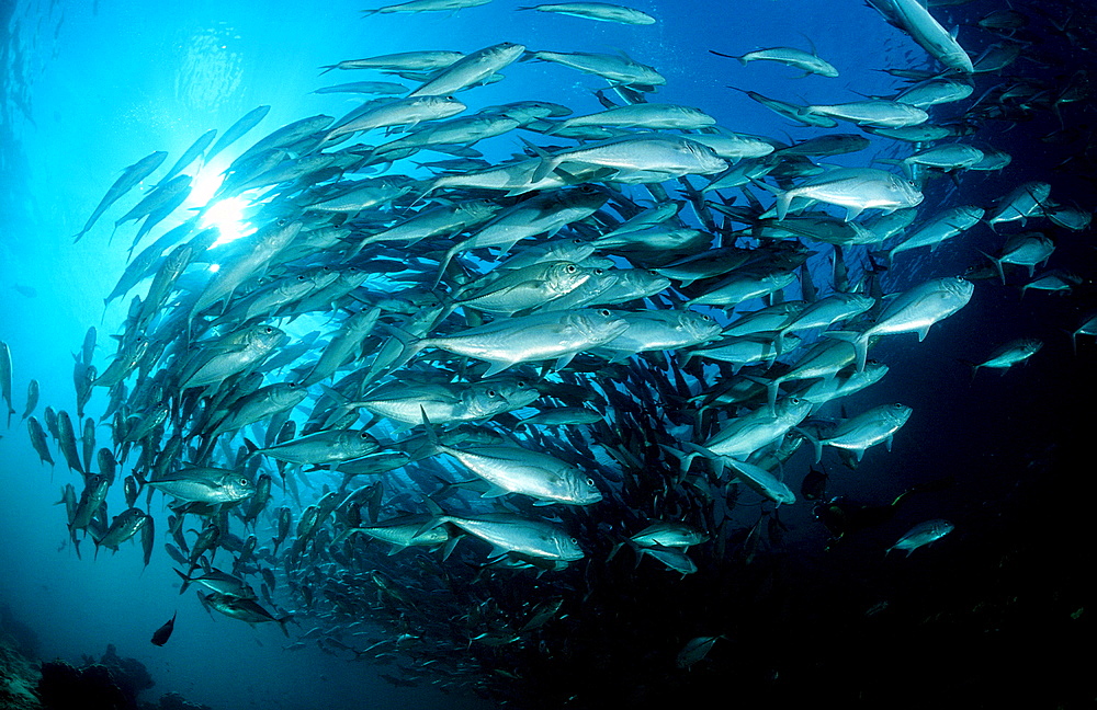 Bigeye trevally, Caranx sexfasciatus, Malaysia, Pazifik, Pacific ocean, Borneo, Sipadan