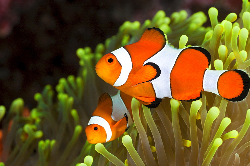 Clown anemonefish (Amphiprion percula), Alam Batu, Bali, Indonesia, Southeast Asia, Asia