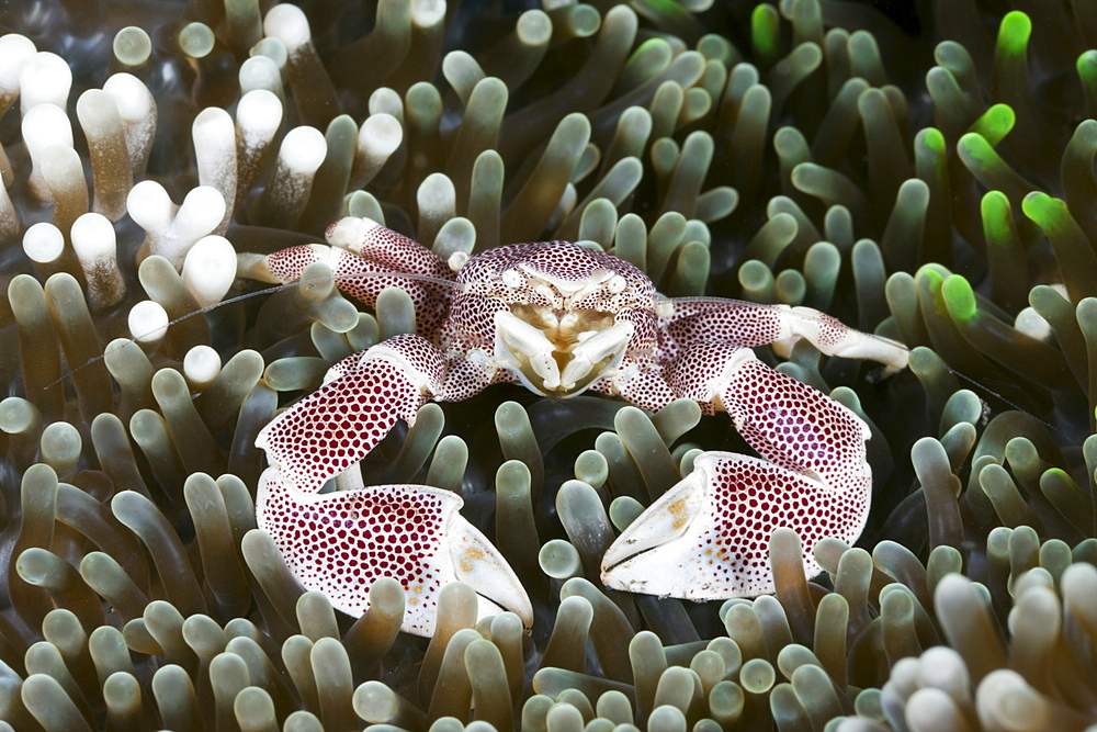 Porcelain crab (Neopetrolisthes maculatus) in anemone, Alam Batu, Bali, Indonesia, Southeast Asia, Asia