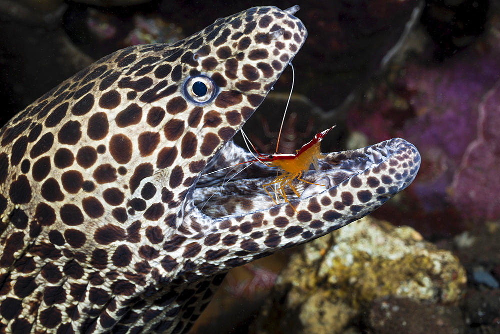 White-banded cleaner shrimp (Lysmata amboinensis) cleaning honeycomb moray (Gymnothorax favagineus), Alam Batu, Bali, Indonesia, Southeast Asia, Asia