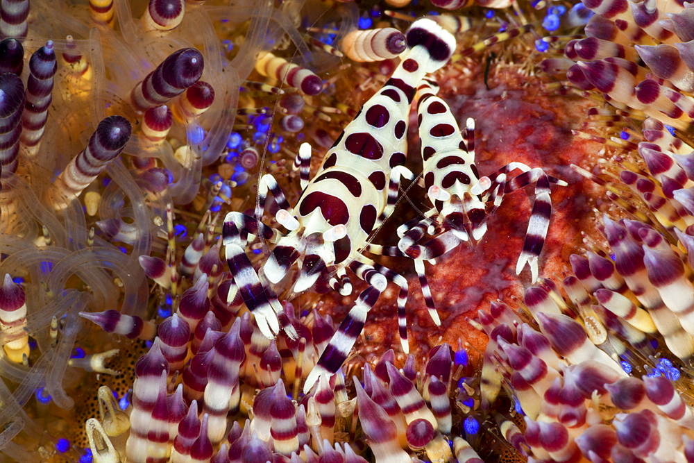 Commensal shrimps (Periclimenes colemani) on fire sea urchin, Alam Batu, Bali, Indonesia, Southeast Asia, Asia