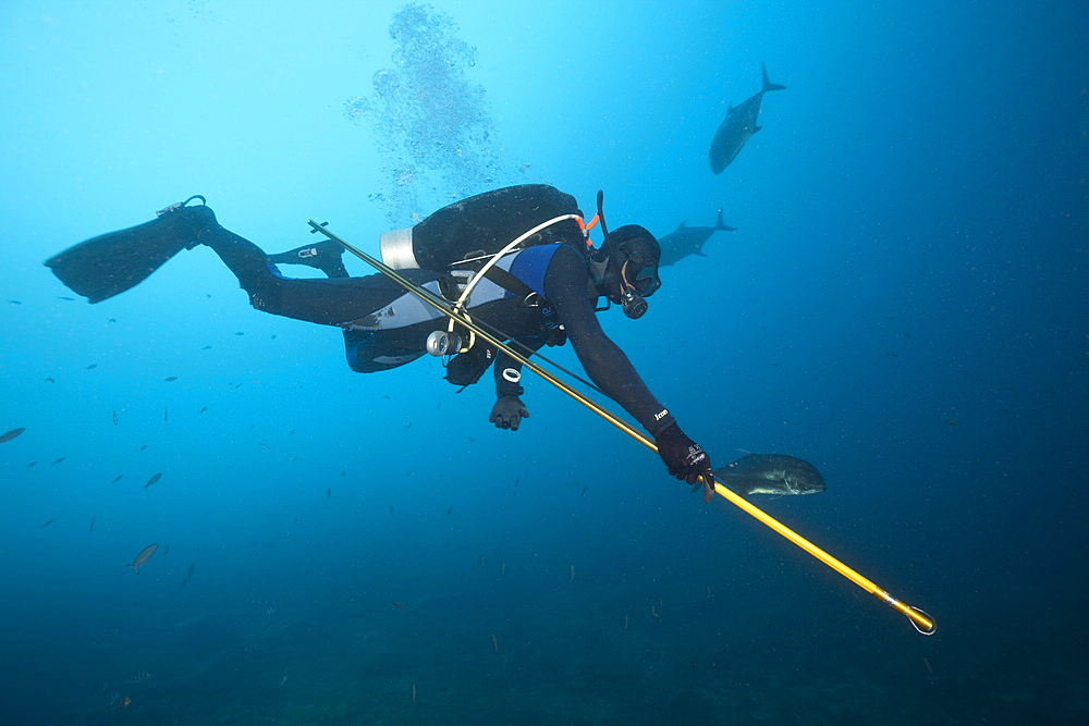 Researcher takes samples of bull shark skin, Beqa Lagoon, Viti Levu, Fiji, South Pacific, Pacific