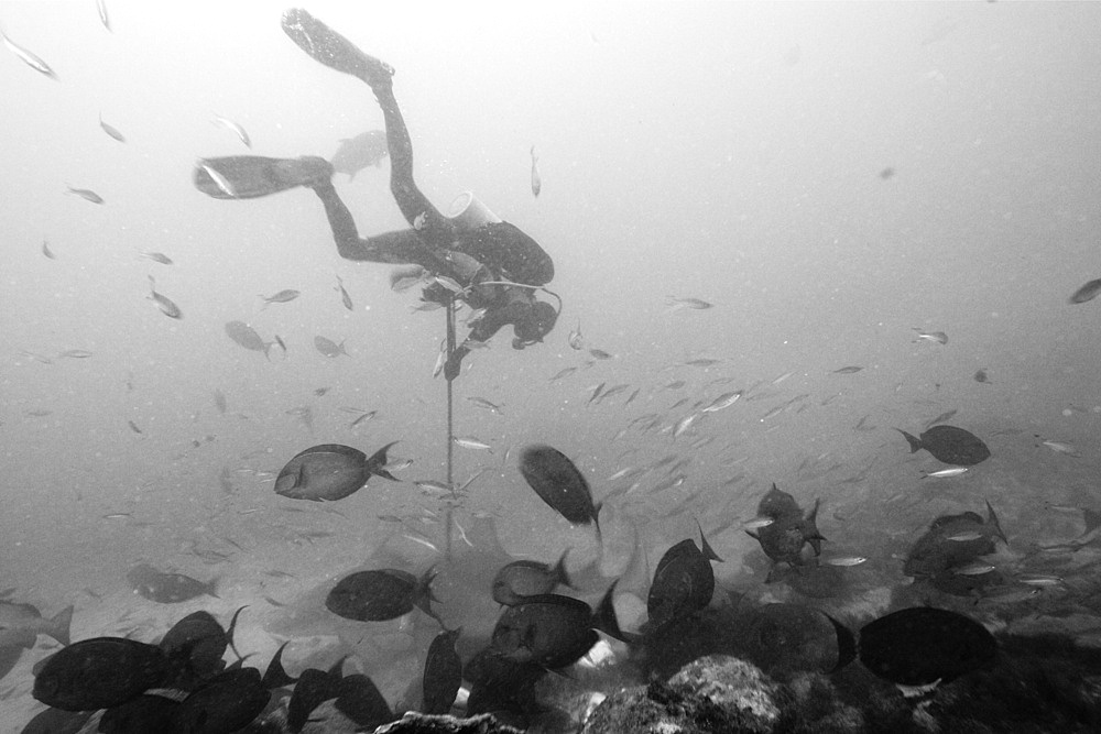 Researcher takes samples of bull shark skin, Beqa Lagoon, Viti Levu, Fiji, South Pacific, Pacific