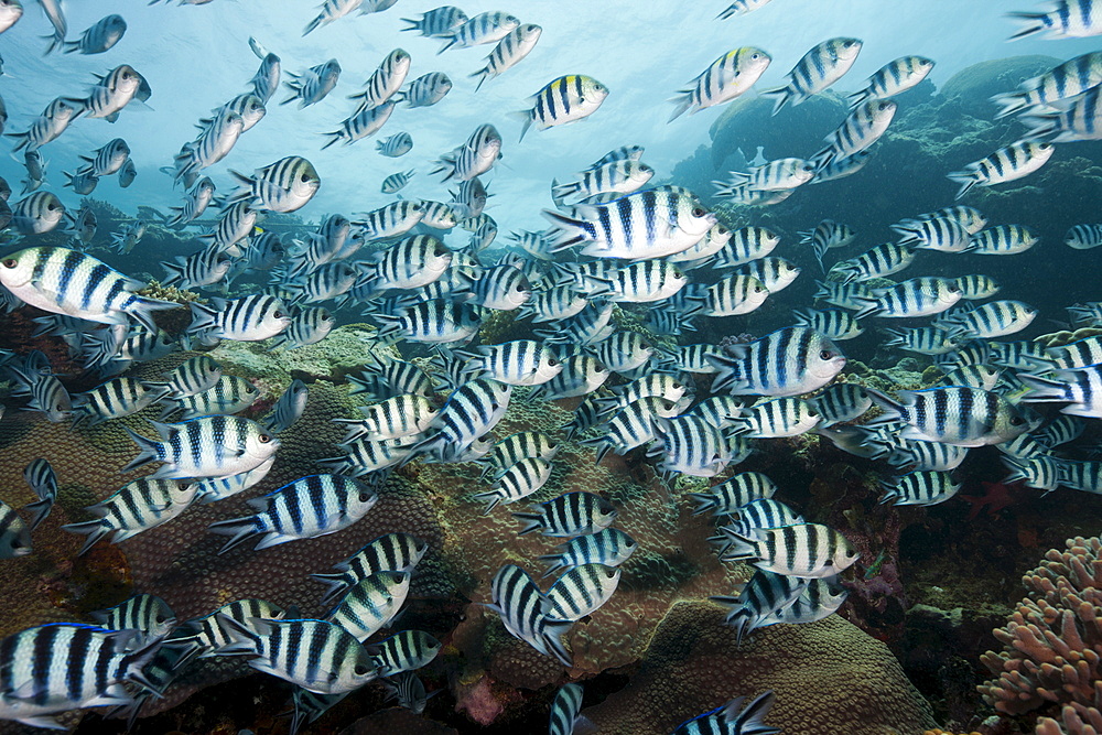 Schooling scissor-tail sergeant majors (Abudefduf sexfasciatus), Beqa Lagoon, Viti Levu, Fiji, South Pacific, Pacific