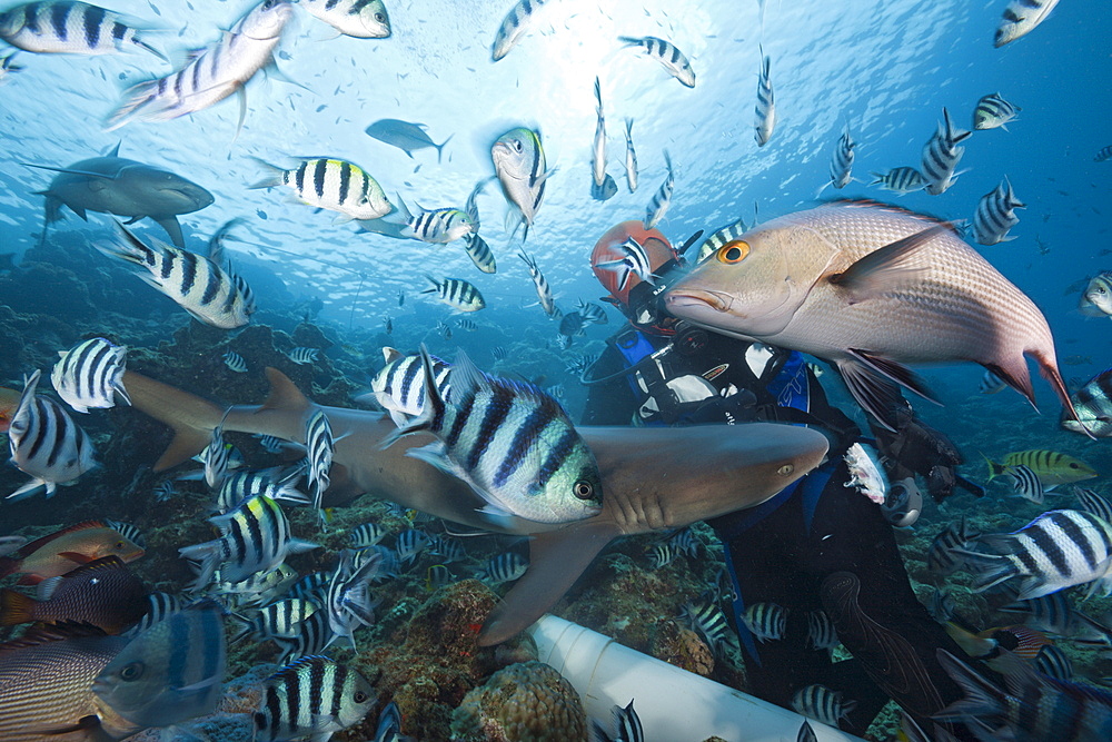 Whitetip reef shark (Triaenodon obesus), at shark feeding, Beqa Lagoon, Viti Levu, Fiji, South Pacific, Pacific