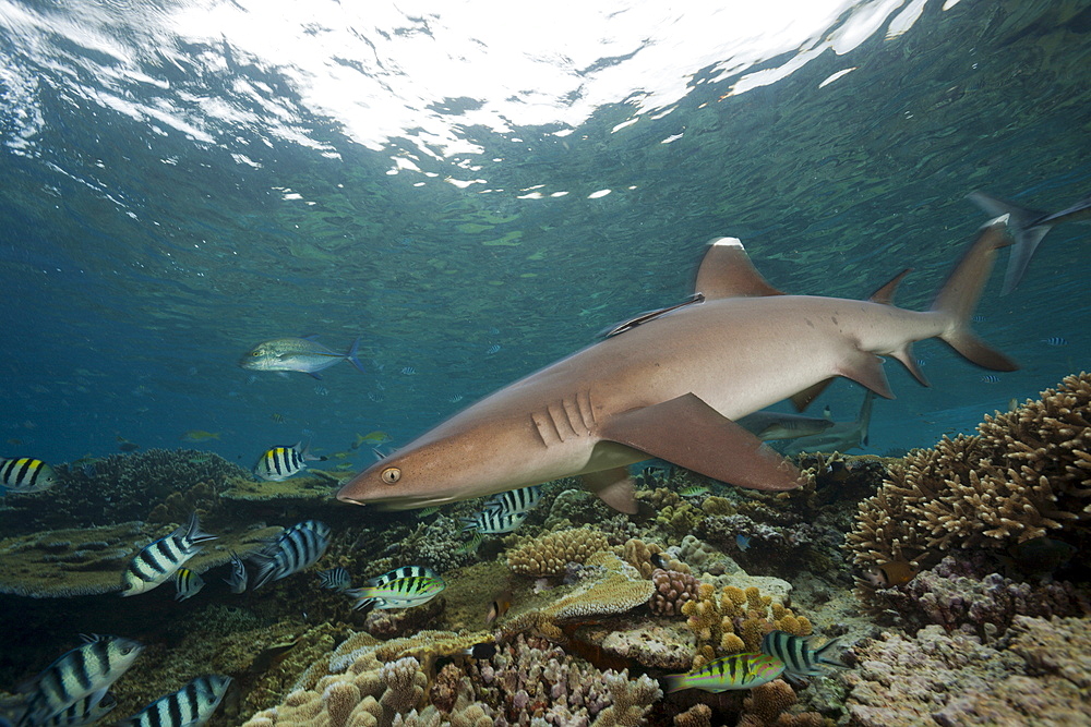 Whitetip reef shark (Triaenodon obesus), Beqa Lagoon, Viti Levu, Fiji, South Pacific, Pacific