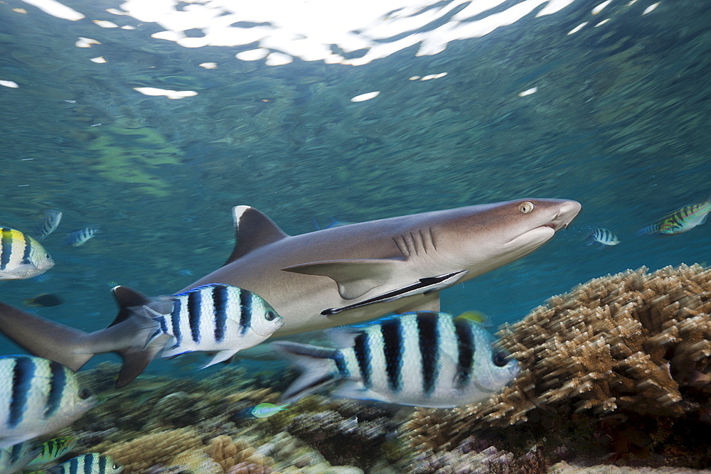 Whitetip reef shark (Triaenodon obesus), Beqa Lagoon, Viti Levu, Fiji, South Pacific, Pacific