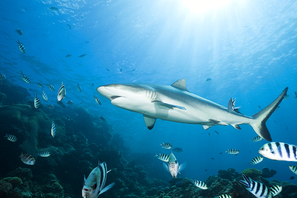 Grey reef shark (Carcharhinus amblyrhynchos), Beqa Lagoon, Viti Levu, Fiji, South Pacific, Pacific