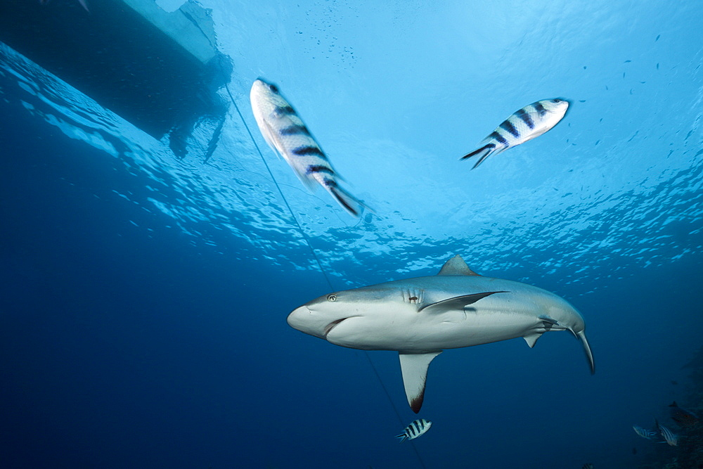 Grey reef shark (Carcharhinus amblyrhynchos), Beqa Lagoon, Viti Levu, Fiji, South Pacific, Pacific