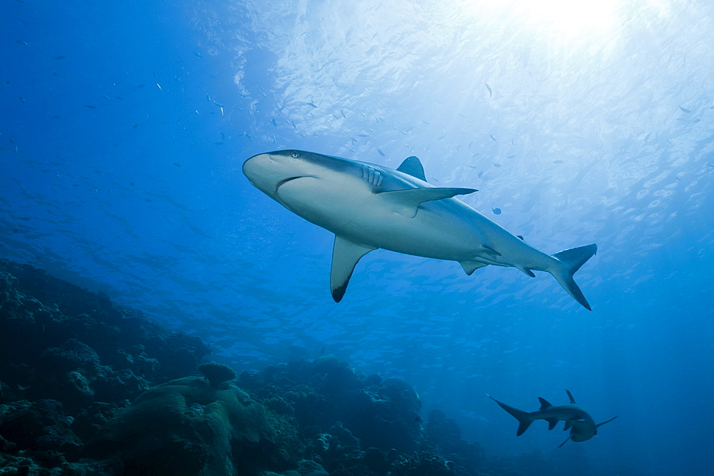 Grey reef shark (Carcharhinus amblyrhynchos), Beqa Lagoon, Viti Levu, Fiji, South Pacific, Pacific