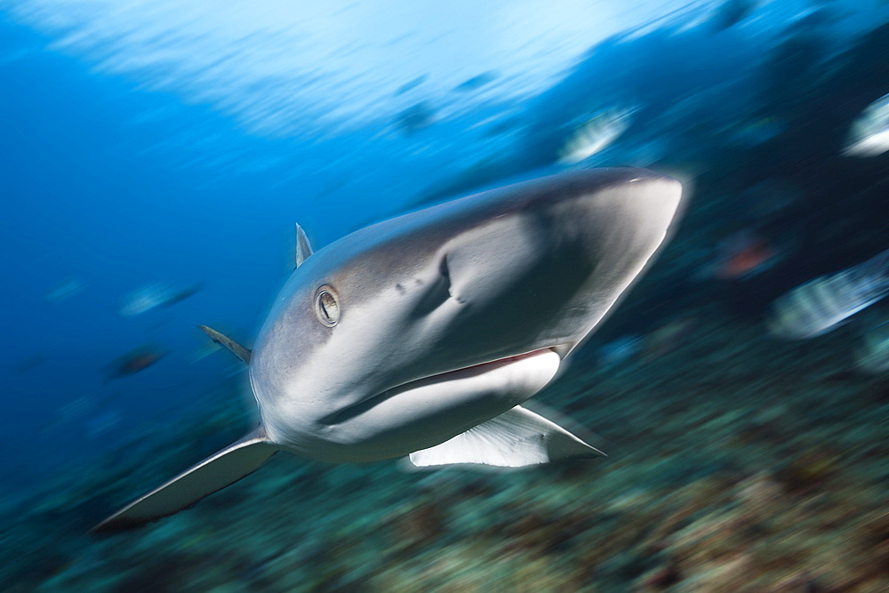 Grey reef shark (Carcharhinus amblyrhynchos), Beqa Lagoon, Viti Levu, Fiji, South Pacific, Pacific