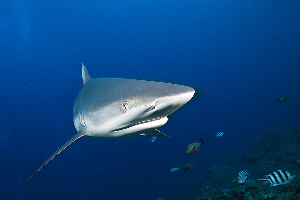 Grey reef shark (Carcharhinus amblyrhynchos), Beqa Lagoon, Viti Levu, Fiji, South Pacific, Pacific