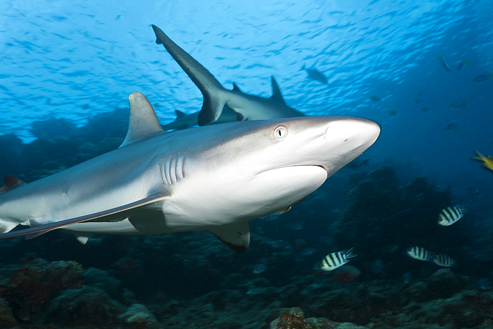 Grey reef shark (Carcharhinus amblyrhynchos), Beqa Lagoon, Viti Levu, Fiji, South Pacific, Pacific