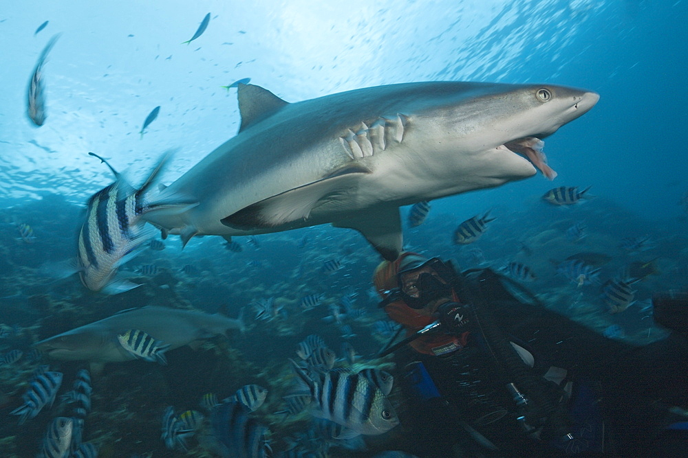 Grey reef shark (Carcharhinus amblyrhynchos) at shark feeding, Beqa Lagoon, Viti Levu, Fiji, South Pacific, Pacific