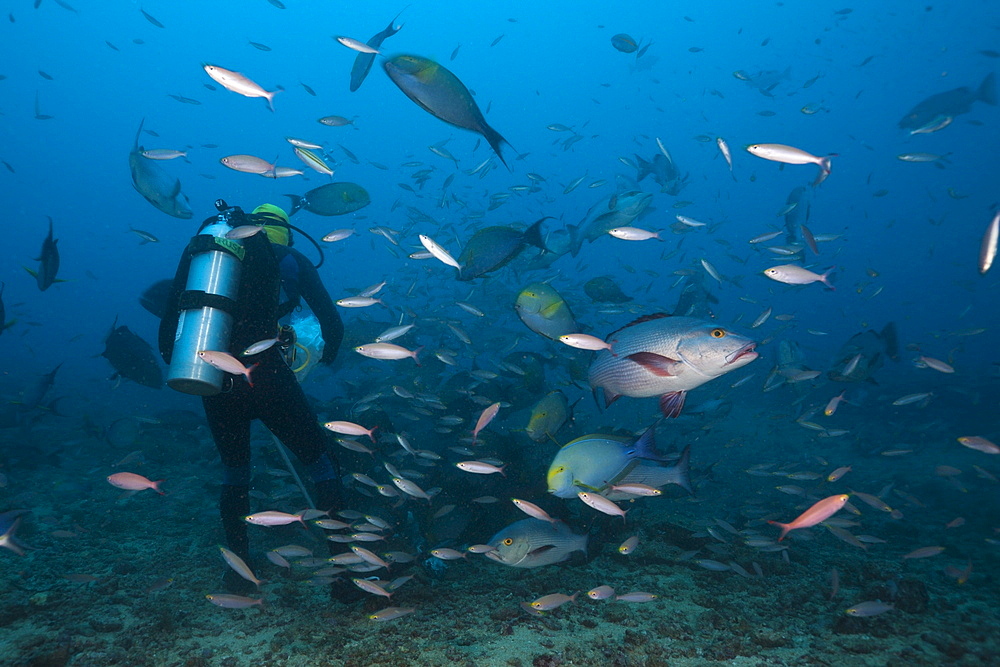 Hunting snappers (Lutjanus sp), Beqa Lagoon, Viti Levu, Fiji, South Pacific, Pacific