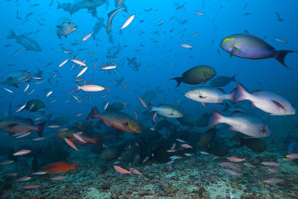 Hunting snappers (Lutjanus sp), Beqa Lagoon, Viti Levu, Fiji, South Pacific, Pacific