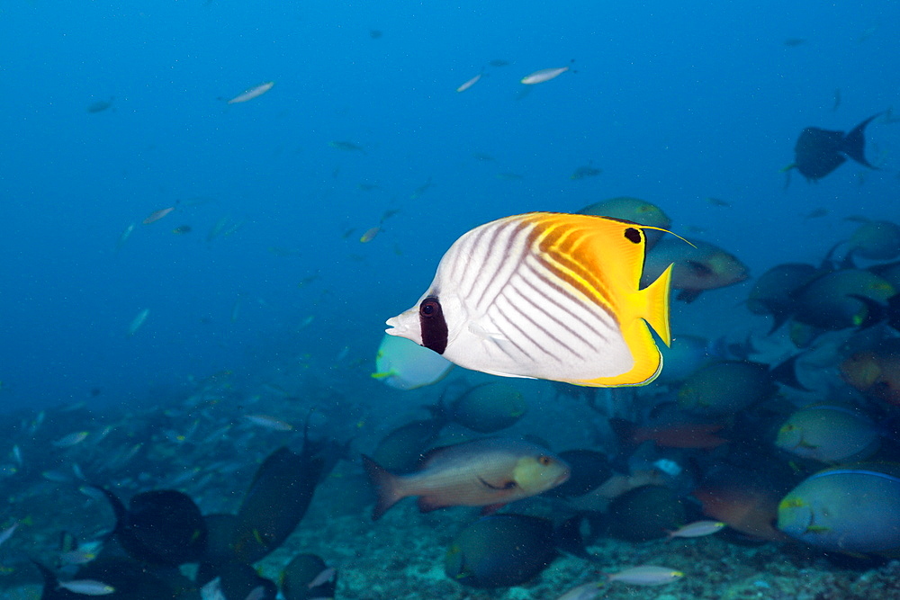 Threadfin butterflyfish (Chaetodon auriga), Beqa Lagoon, Viti Levu, Fiji, South Pacific, Pacific