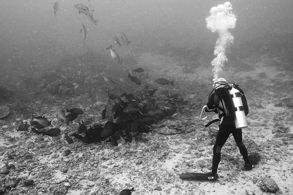 Scuba diver watches hunting snappers (Lutjanus sp.), Beqa Lagoon, Viti Levu, Fiji, South Pacific, Pacific