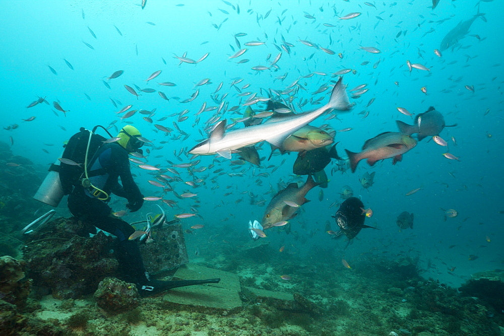 Scuba diver feeding snappers (Lutjanus sp.), Beqa Lagoon, Viti Levu, Fiji, South Pacific, Pacific