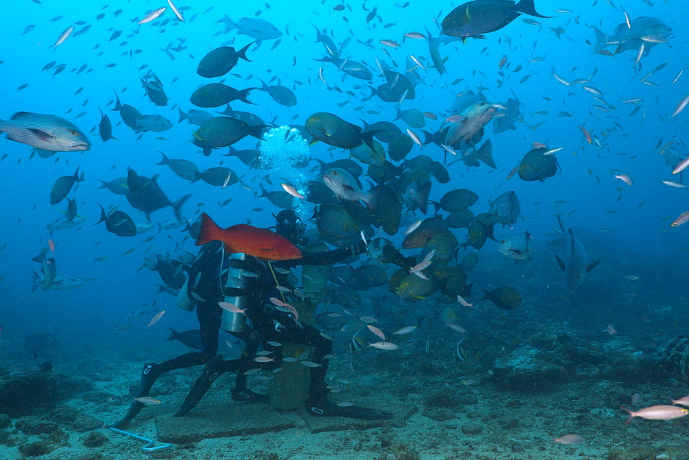 Scuba diver feeding snappers (Lutjanus sp.), Beqa Lagoon, Viti Levu, Fiji, South Pacific, Pacific