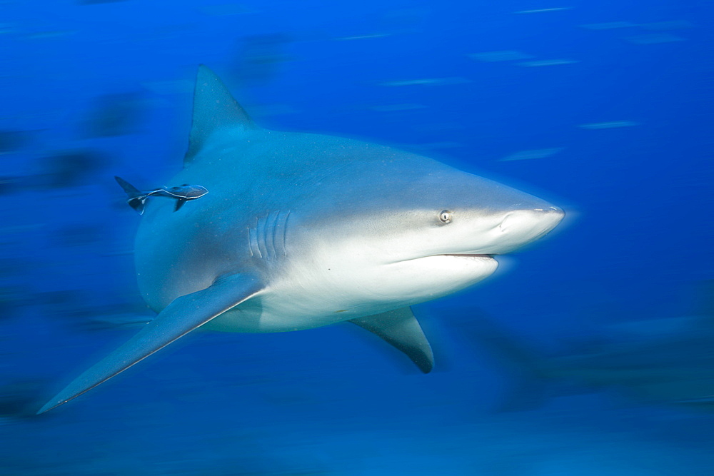 Bull shark (Carcharhinus leucas) in motion, Beqa Lagoon, Viti Levu, Fiji, South Pacific, Pacific