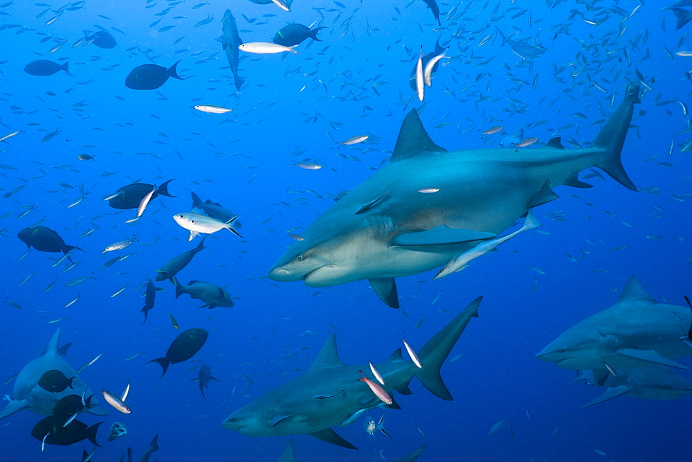 Bull sharks (Carcharhinus leucas) in motion, Beqa Lagoon, Viti Levu, Fiji, South Pacific, Pacific