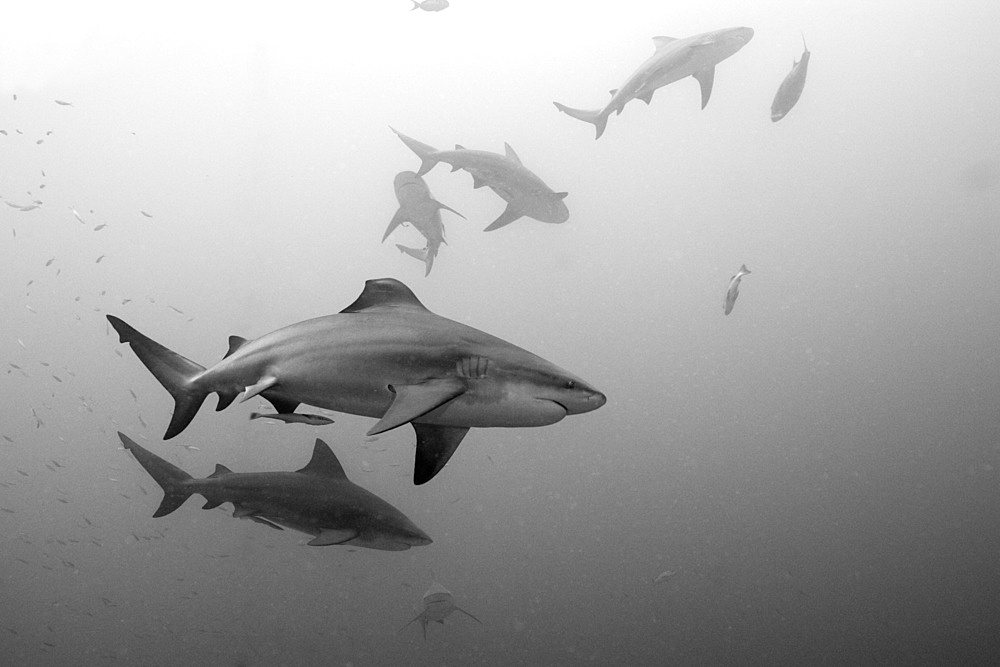 Bull sharks (Carcharhinus leucas) in motion, Beqa Lagoon, Viti Levu, Fiji, South Pacific, Pacific