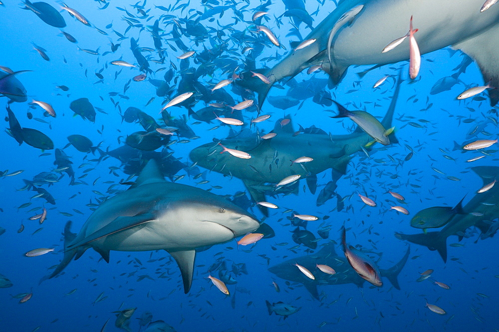 Bull sharks (Carcharhinus leucas) in motion, Beqa Lagoon, Viti Levu, Fiji, South Pacific, Pacific