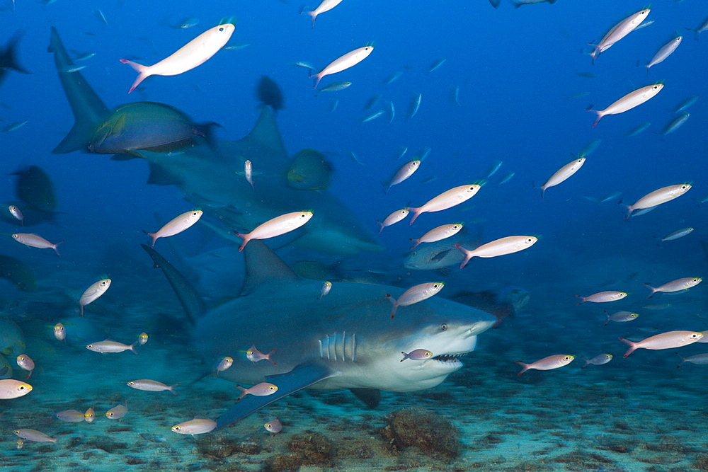 Bull shark (Carcharhinus leucas) in motion, Beqa Lagoon, Viti Levu, Fiji, South Pacific, Pacific