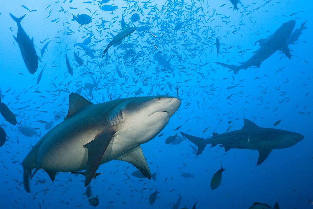 Bull sharks (Carcharhinus leucas) in motion, Beqa Lagoon, Viti Levu, Fiji, South Pacific, Pacific