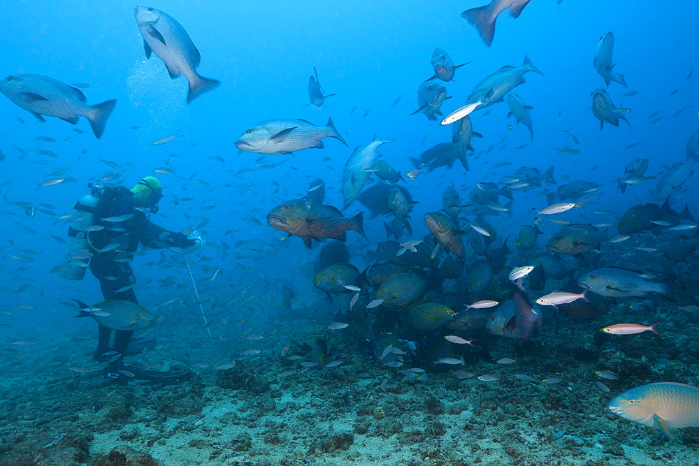 Scuba diver feeding snappers (Lutjanus sp.), Beqa Lagoon, Viti Levu, Fiji, South Pacific, Pacific