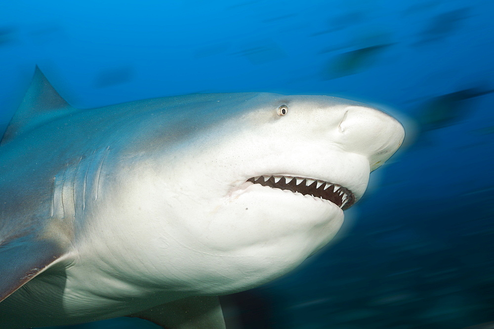 Bull sharks (Carcharhinus leucas) in motion, Beqa Lagoon, Viti Levu, Fiji, South Pacific, Pacific