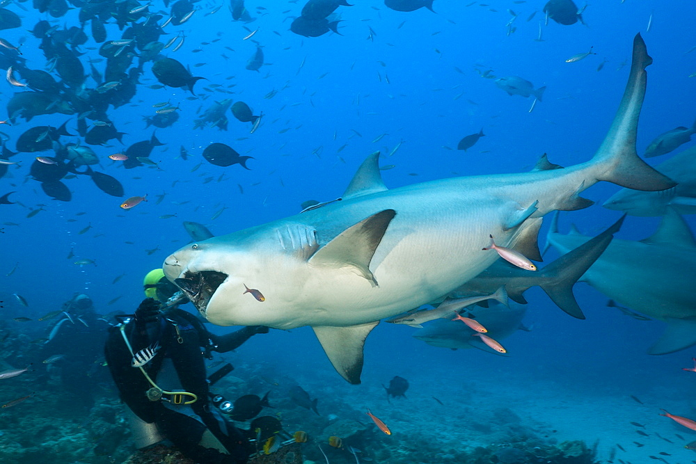 Bull shark (Carcharhinus leucas) in motion, Beqa Lagoon, Viti Levu, Fiji, South Pacific, Pacific