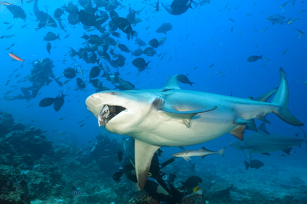 Bull shark (Carcharhinus leucas) in motion, Beqa Lagoon, Viti Levu, Fiji, South Pacific, Pacific