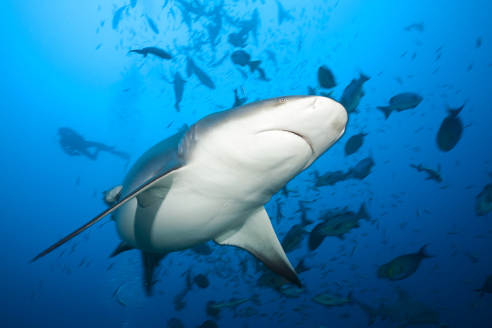 Bull shark (Carcharhinus leucas) in motion, Beqa Lagoon, Viti Levu, Fiji, South Pacific, Pacific