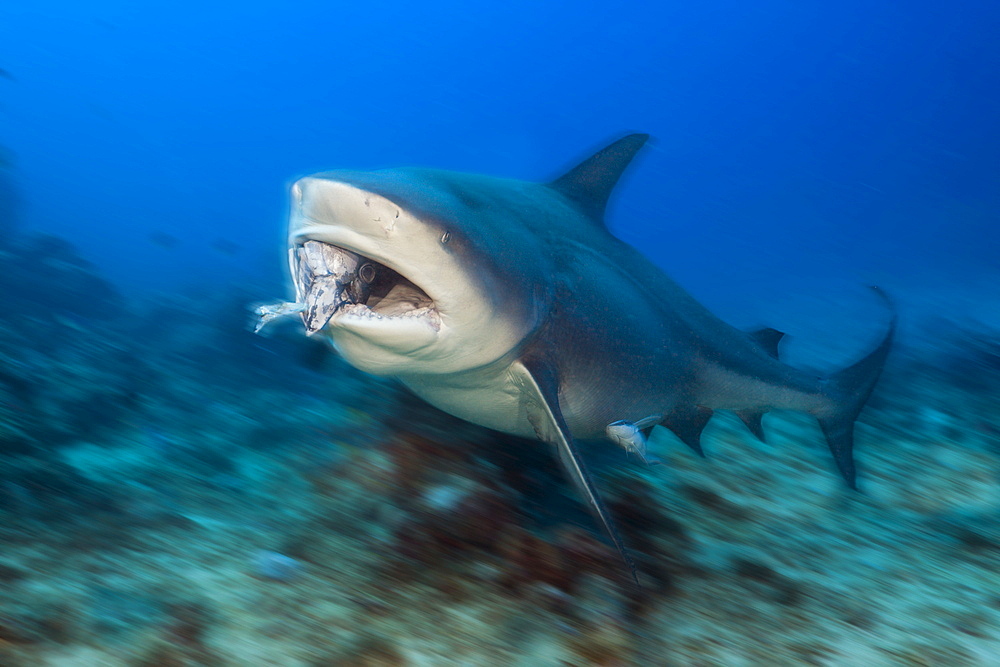 Bull shark (Carcharhinus leucas) feeding, Beqa Lagoon, Viti Levu, Fiji, South Pacific, Pacific