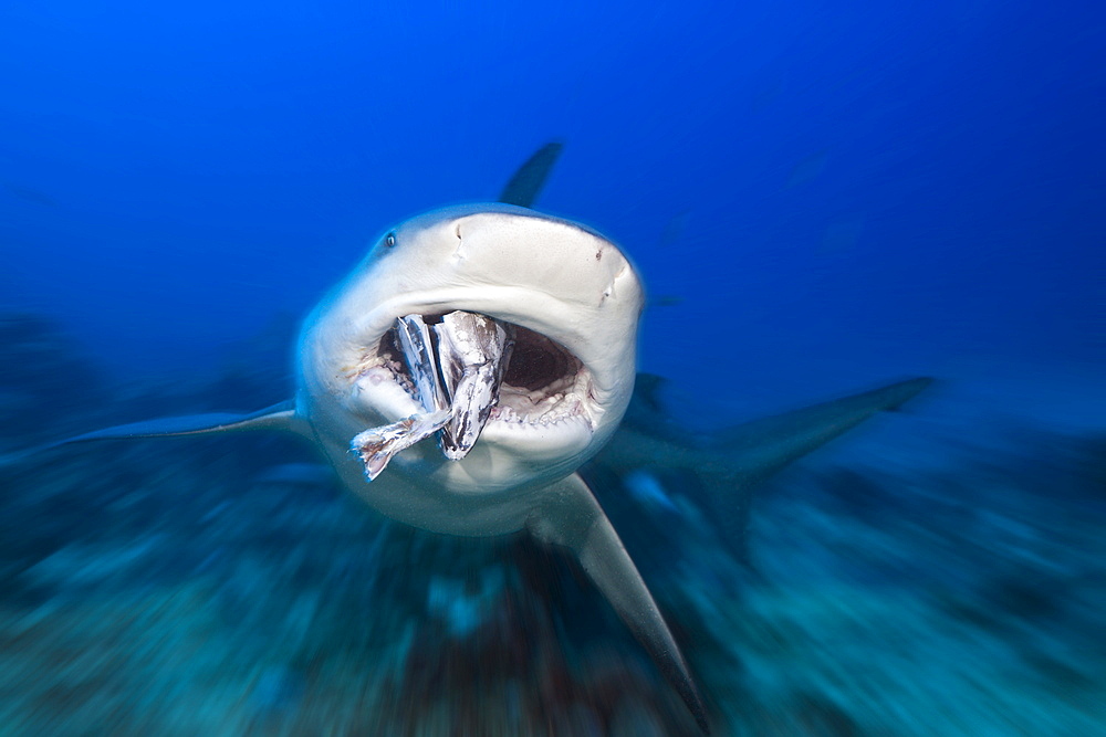 Bull shark (Carcharhinus leucas) feeding, Beqa Lagoon, Viti Levu, Fiji, South Pacific, Pacific