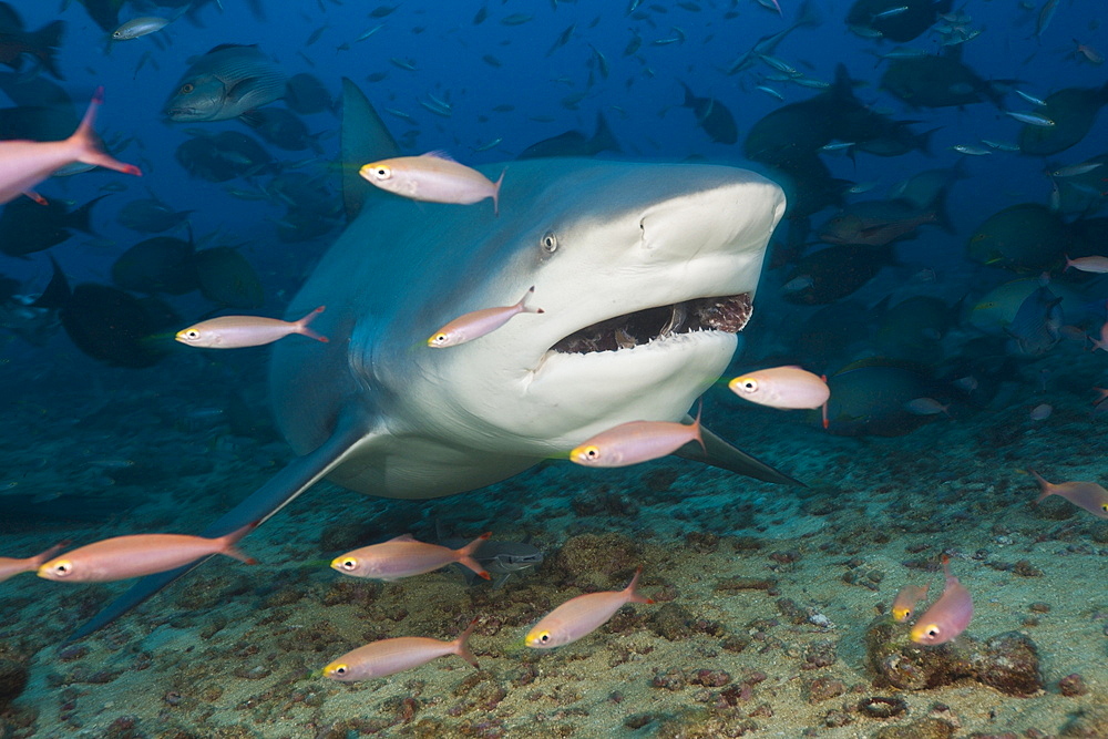 Bull shark (Carcharhinus leucas), Beqa Lagoon, Viti Levu, Fiji, South Pacific, Pacific