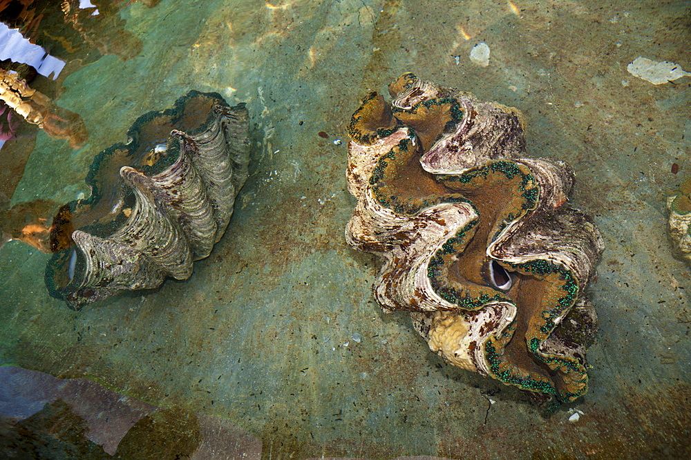 Giant clams (Tridacna gigas) at giant clam farm, Makogai, Lomaviti, Fiji, Pacific