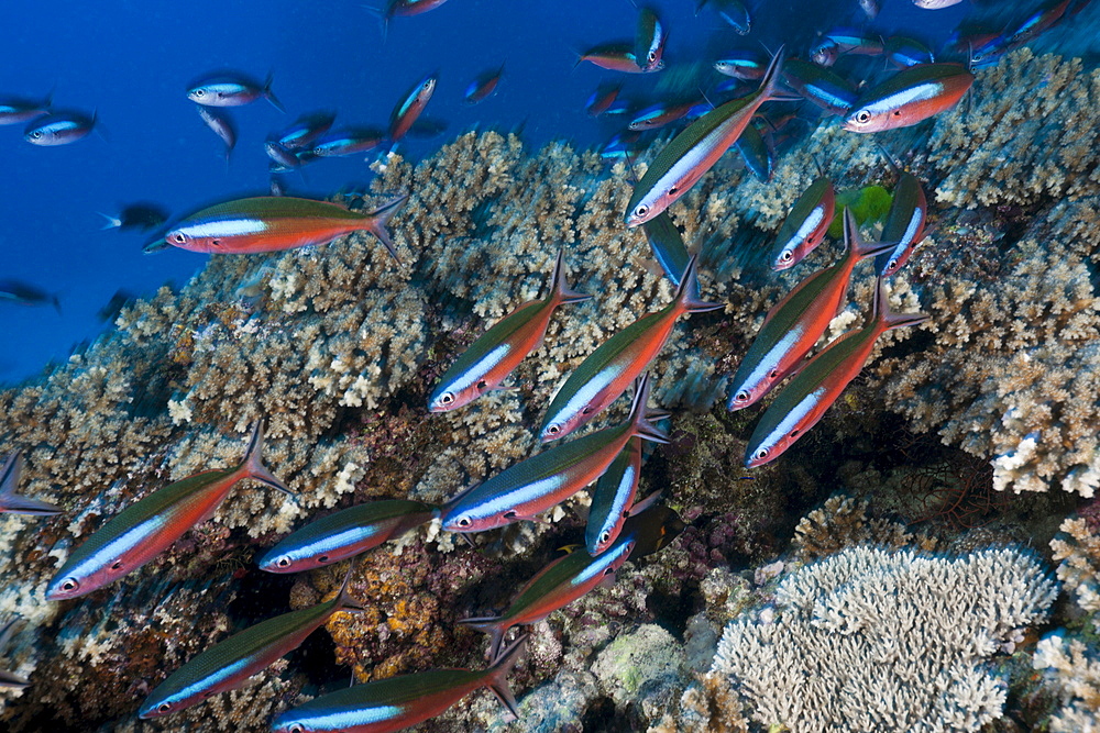 Shoal of neon fusilier (Pterocaesio tile) over reef, Namena Marine Reserve, Fiji, Pacific