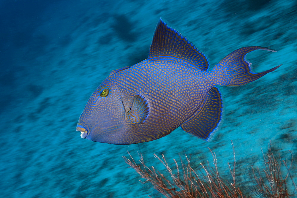 Blue triggerfish (Pseudobalistes fuscus), Namena Marine Reserve, Fiji, Pacific