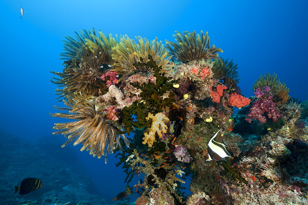 Colorful crinoids in coral reef, Namena Marine Reserve, Fiji, Pacific